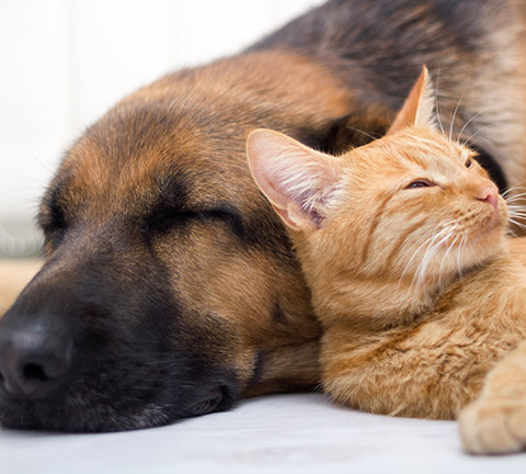 dog and Cat sleeping on Carpet