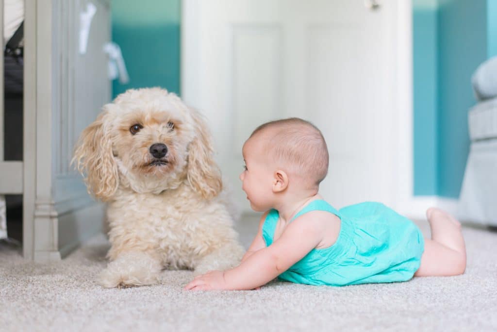 Baby playing with dog on the carpet