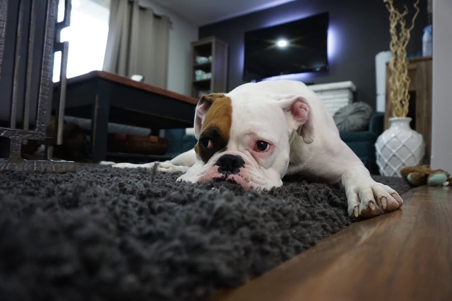 Dog on Carpet with baby Carpet Transformers 