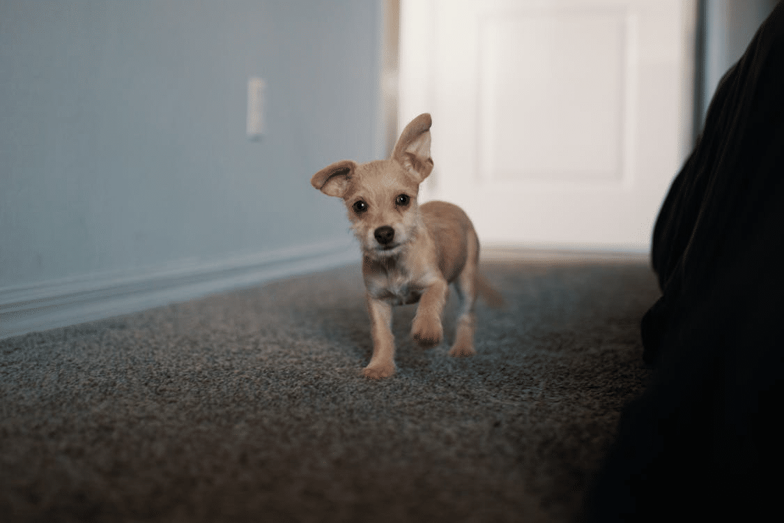 An image of a puppy walking on a carpet 