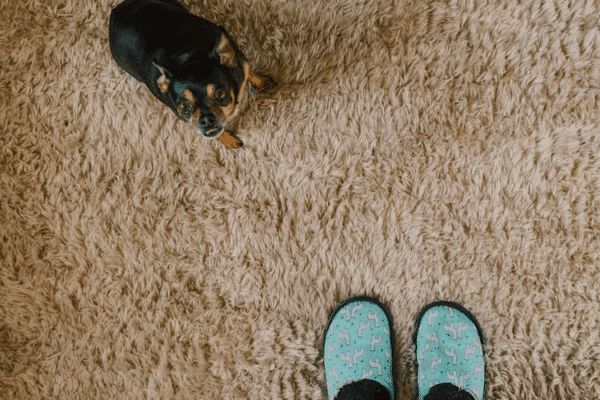 An image of a person and a puppy standing on a carpet