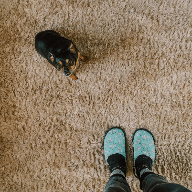 An image of a person and a puppy standing on a carpet