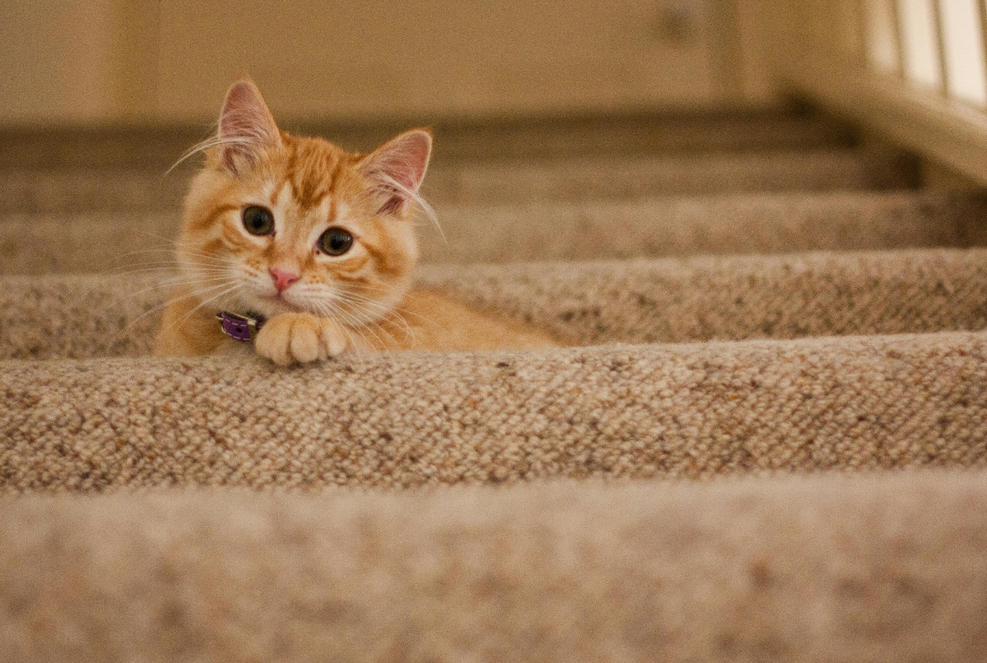 Cat sitting on carpeted stairs