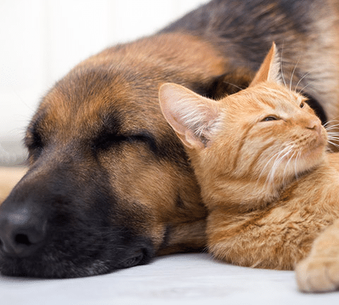 A dog and a cat resting on a couch