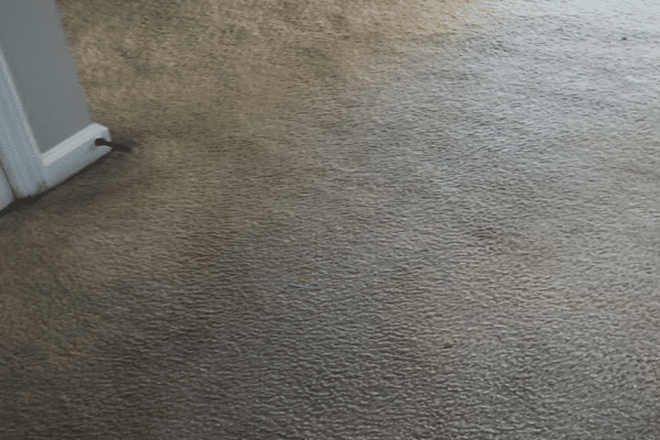 Cleaned carpet