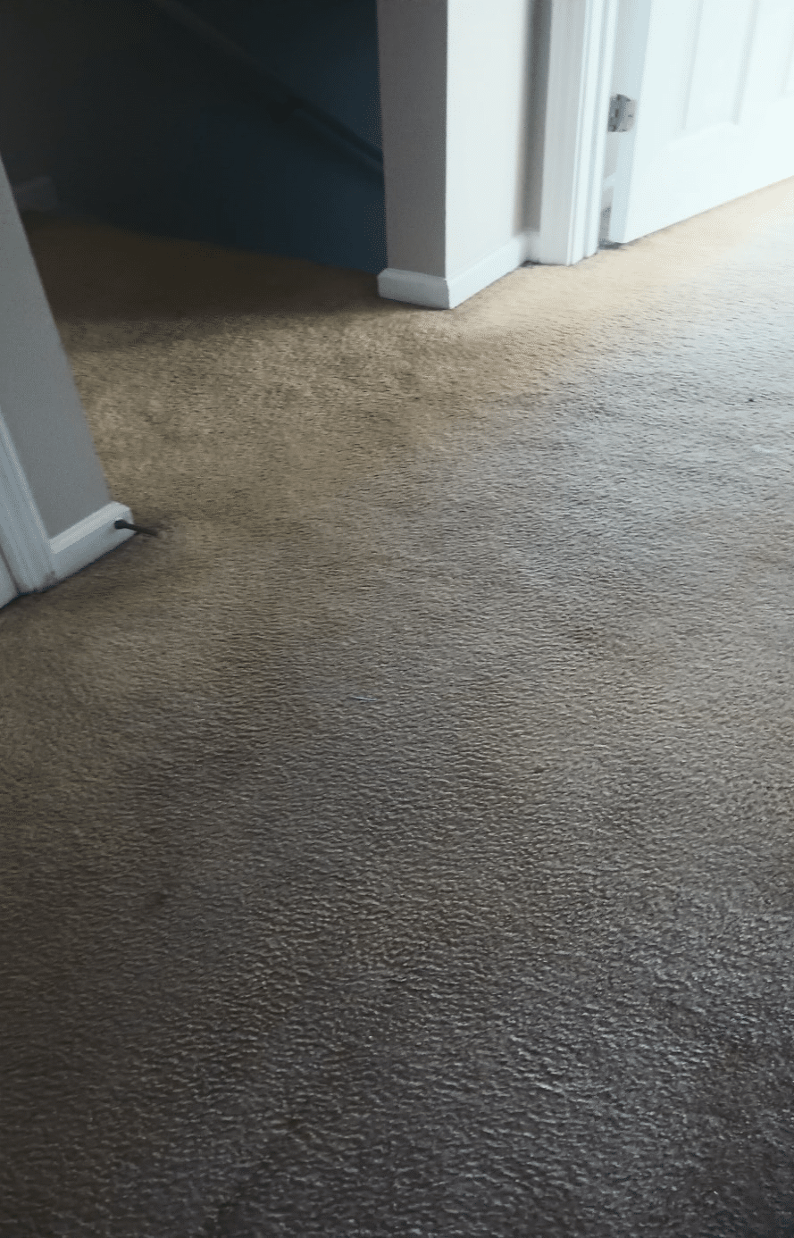 Cleaned carpet